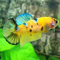 Yellow Koi Tiger Galaxy HMPK Female For Sorority / Breed
