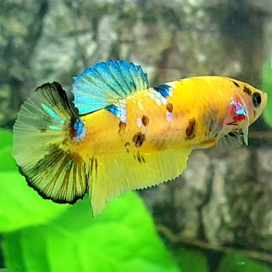 Yellow Koi Tiger Galaxy HMPK Female For Sorority / Breed