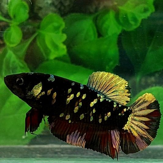 Copper Gold Black Star HMPK Female For Sorority / Breed