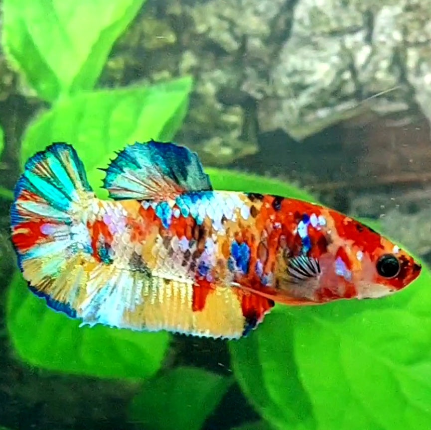 Multicolor Galaxy HMPK Female For Sorority / Breed