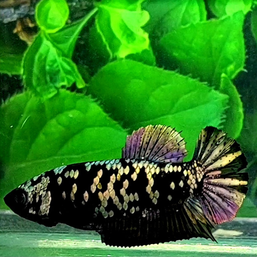 Copper Gold Purple Black Star HMPK Female For Sorority / Breed