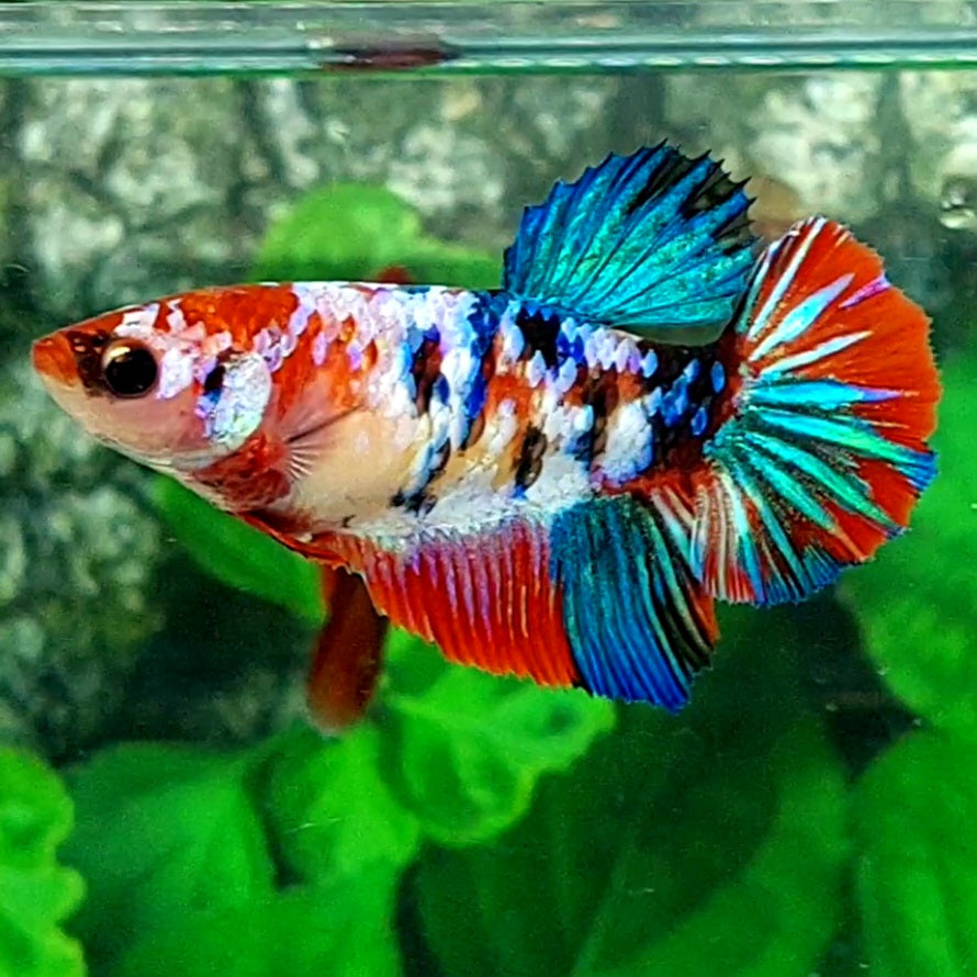 Multicolor Galaxy Halfmoon Female For Sorority Tank/Breed