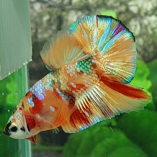 Multicolor Candy Gold Galaxy HMPK Male