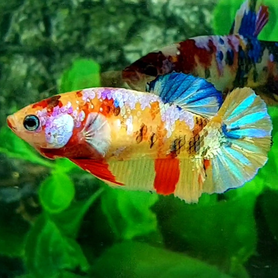 Multicolor Yellowbase Galaxy HMPK Female For Sorority / Breed