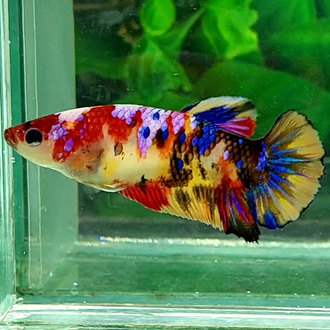 Multicolor Galaxy HMPK Female For Sorority / Breed