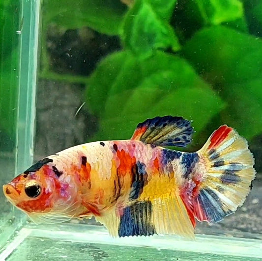 Multicolor Candy HMPK Female For Sorority / Breed