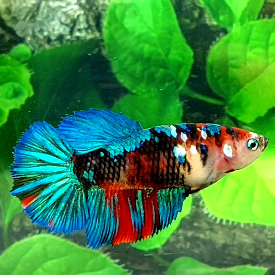 Multicolor Black Koi Galaxy Halfmoon Female For Sorority Tank/Breed