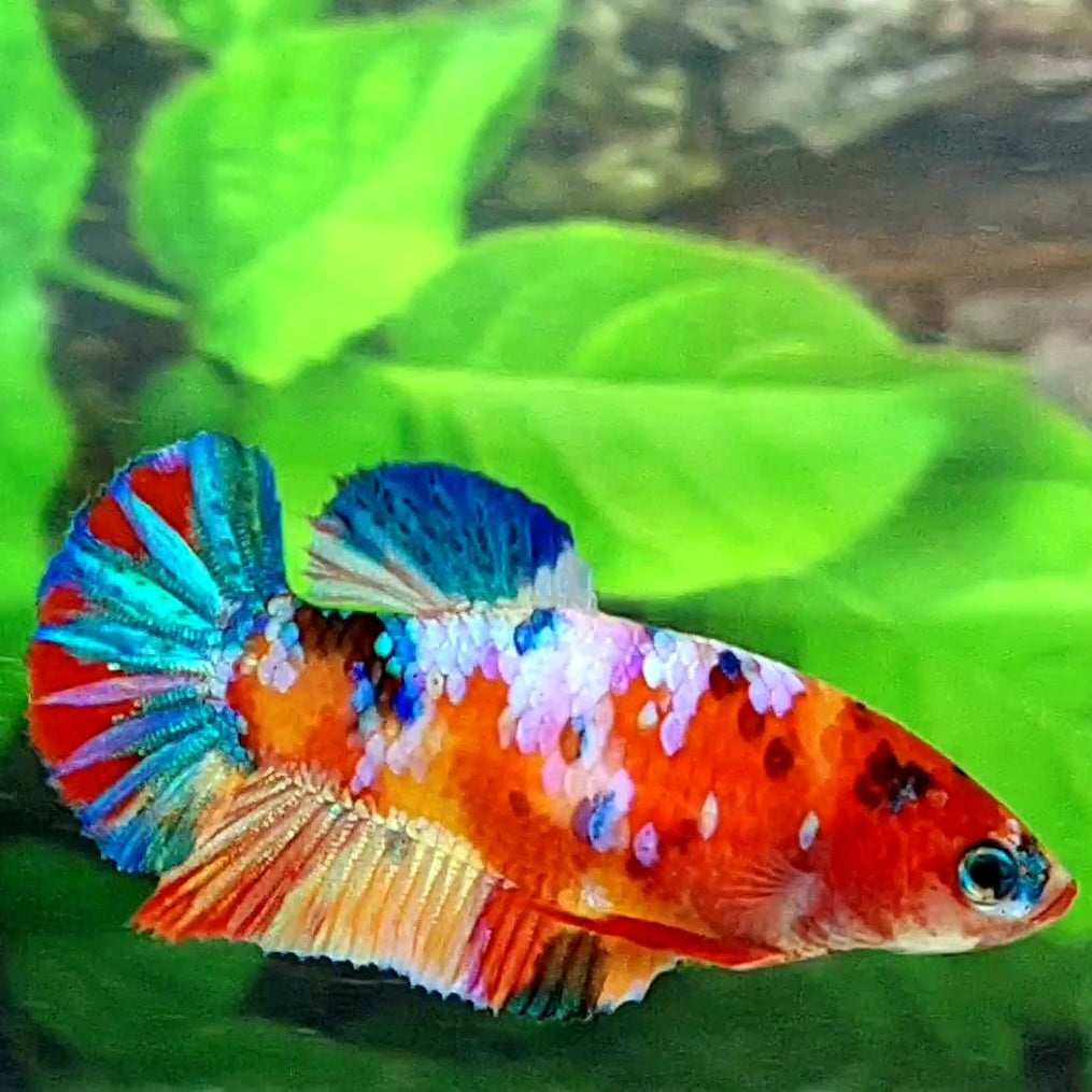 Multicolor Galaxy HMPK Female For Sorority / Breed