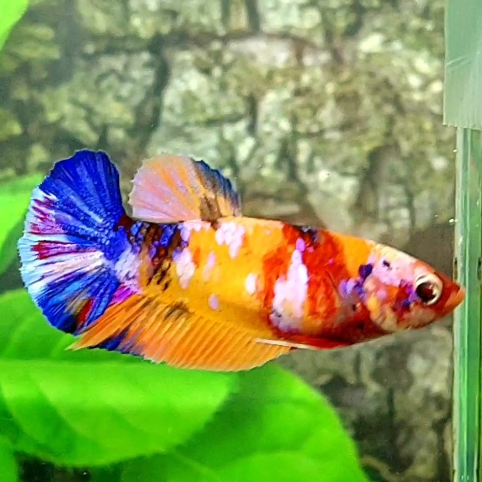 Multicolor Candy Galaxy HMPK Female For Sorority / Breed