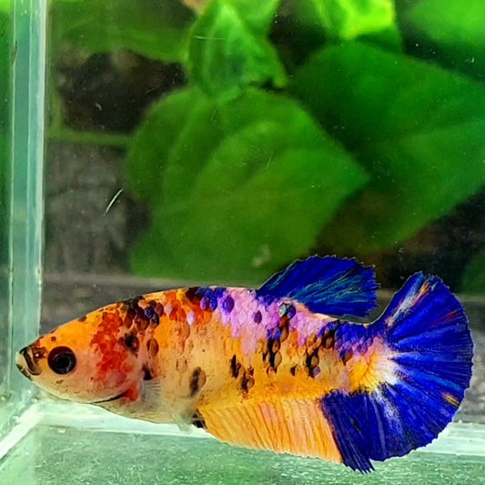 Multicolor Candy HMPK Female For Sorority / Breed