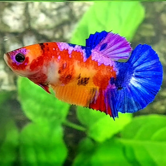 Multicolor Candy HMPK Female For Sorority / Breed