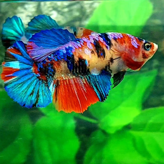 Multicolor Galaxy Halfmoon Female For Sorority Tank/Breed