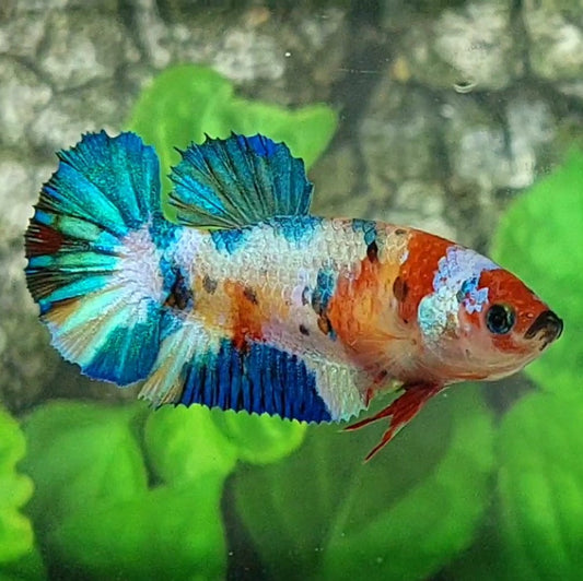 Multicolor Metalic HMPK Female For Sorority / Breed