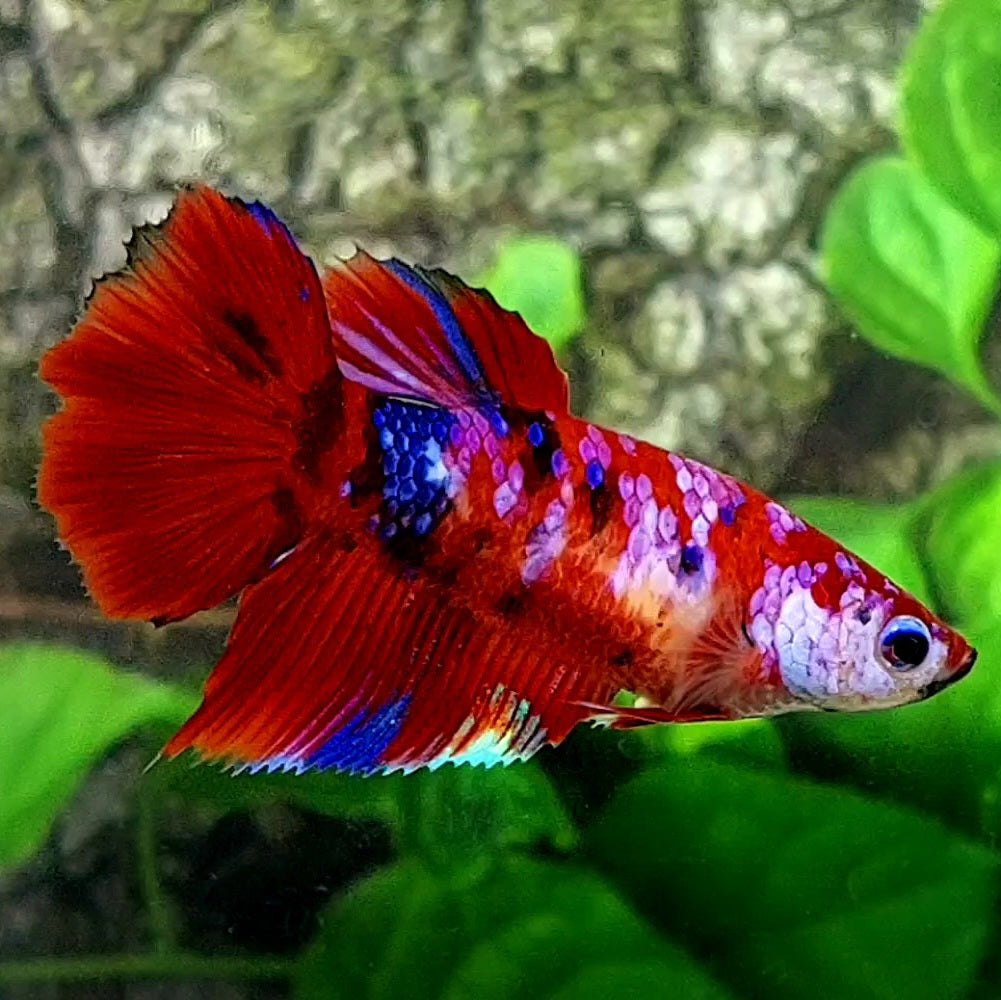 Multicolor Red Galaxy Halfmoon Female For Sorority Tank/Breed