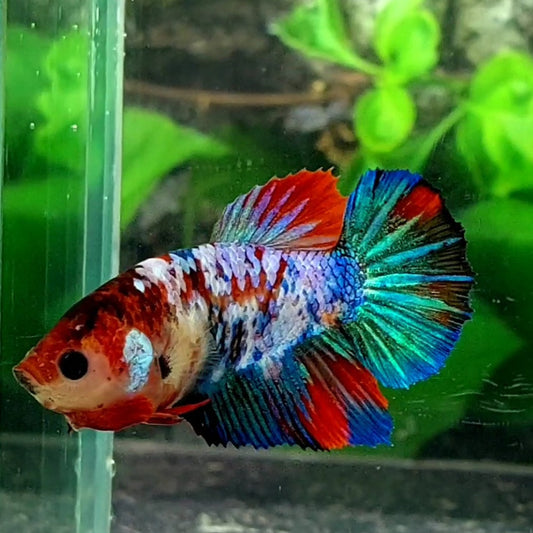 Multicolor Galaxy Halfmoon Female For Sorority Tank/Breed