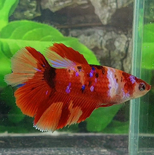 Nemo Koi Candy Galaxy Halfmoon Female For Sorority Tank/Breed