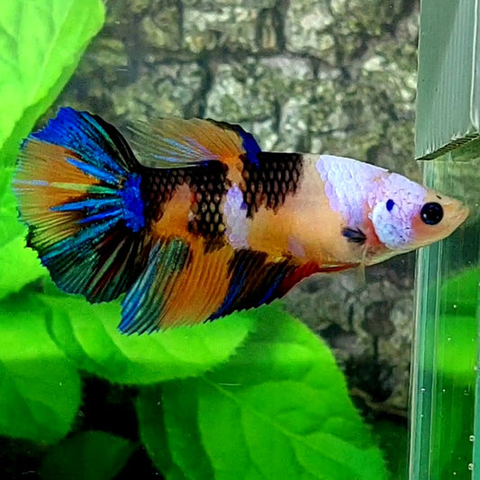 Multicolor Tiger Candy Halfmoon Female For Sorority Tank/Breed