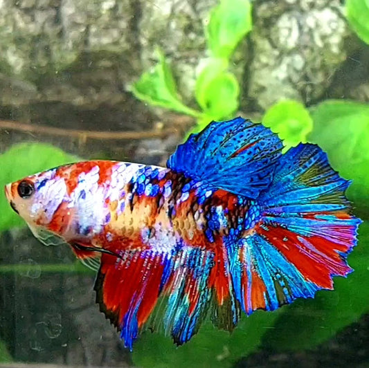 Multicolor Galaxy Halfmoon Female For Sorority Tank/Breed