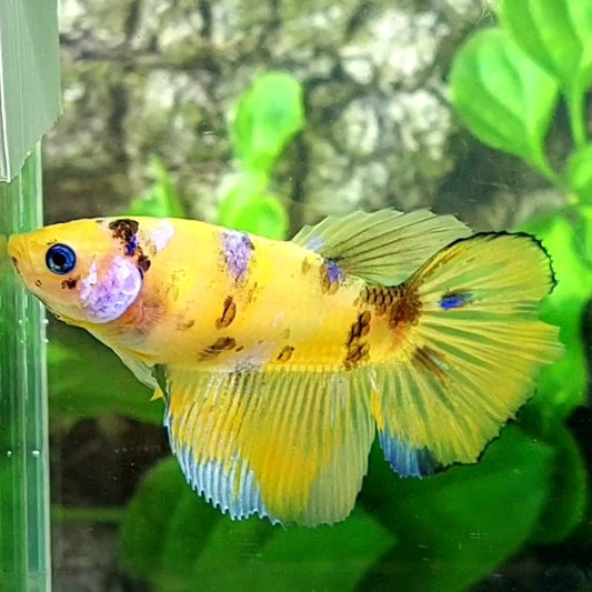 Yellow Galaxy Tiger Koi Halfmoon Female For Sorority Tank/Breed