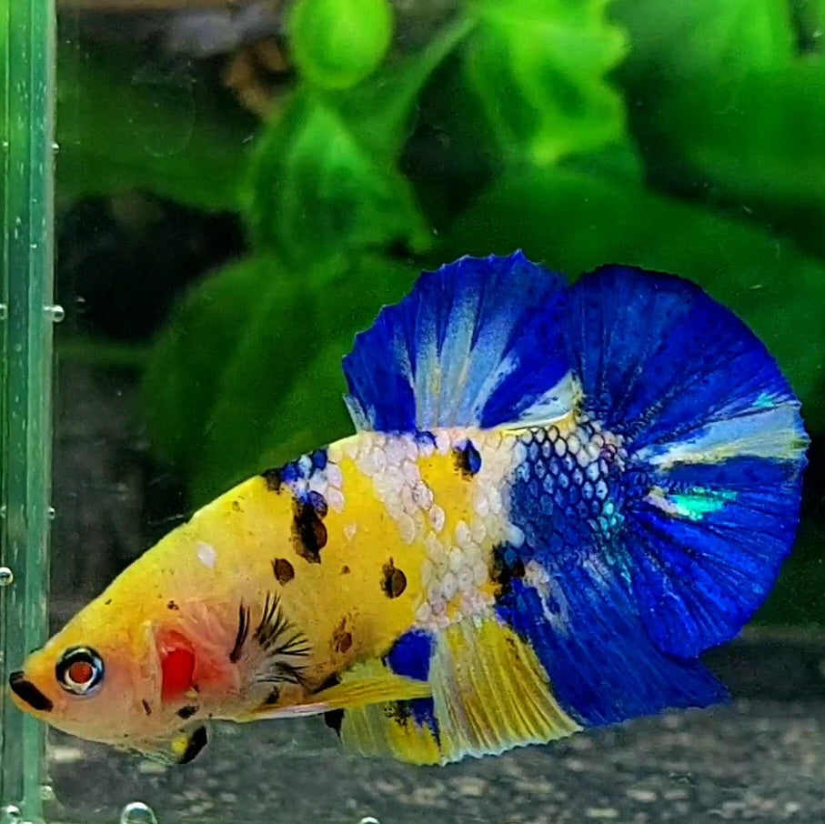 Yellow Galaxy Blue Koi HMPK Male