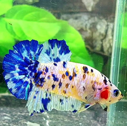 Marble HMPK Male