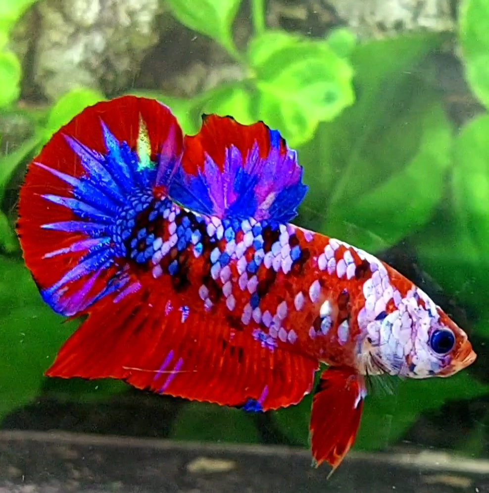 Multicolor Red Galaxy HMPK Male