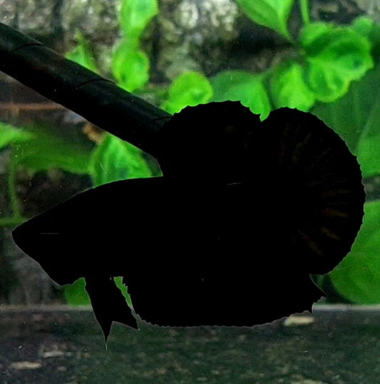 Super Black Solid HMPK Male