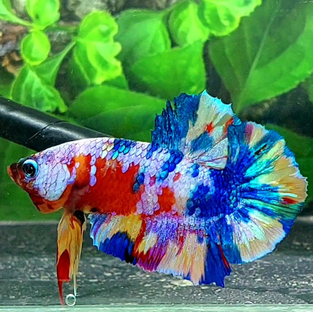 Multicolor Galaxy HMPK Male