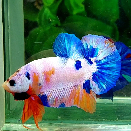 Multicolor Pink Candy HMPK Male