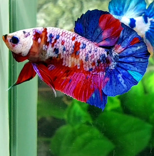 Multicolor Pink Candy Galaxy HMPK Male