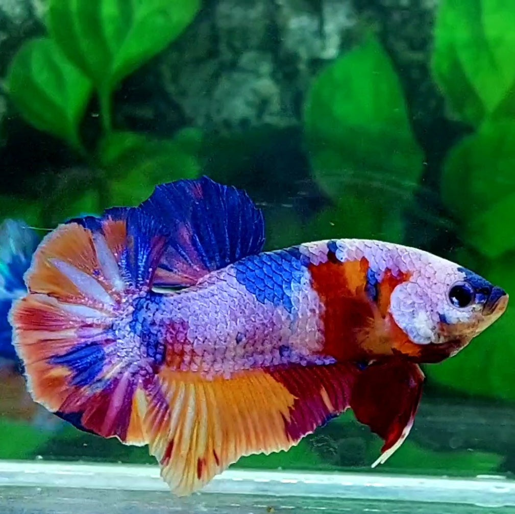 Multicolor Candy Over HMPK Male