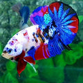 Multicolor Galaxy HMPK Male