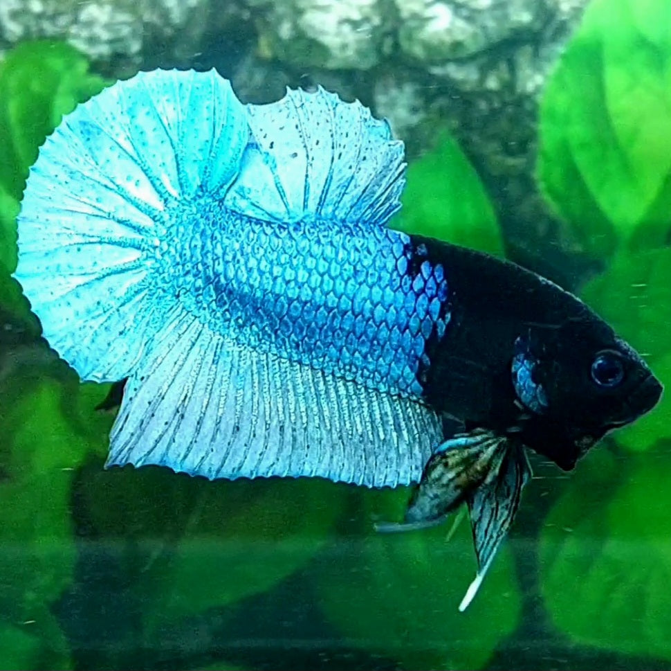 Half Black Light Steel Blue HMPK Male