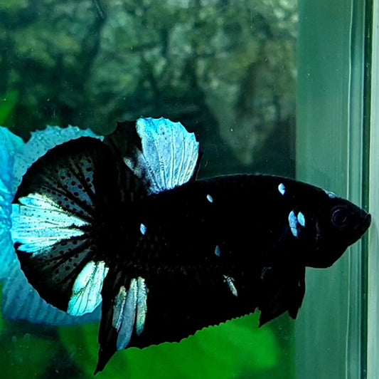 Black Star Galaxy HMPK Male