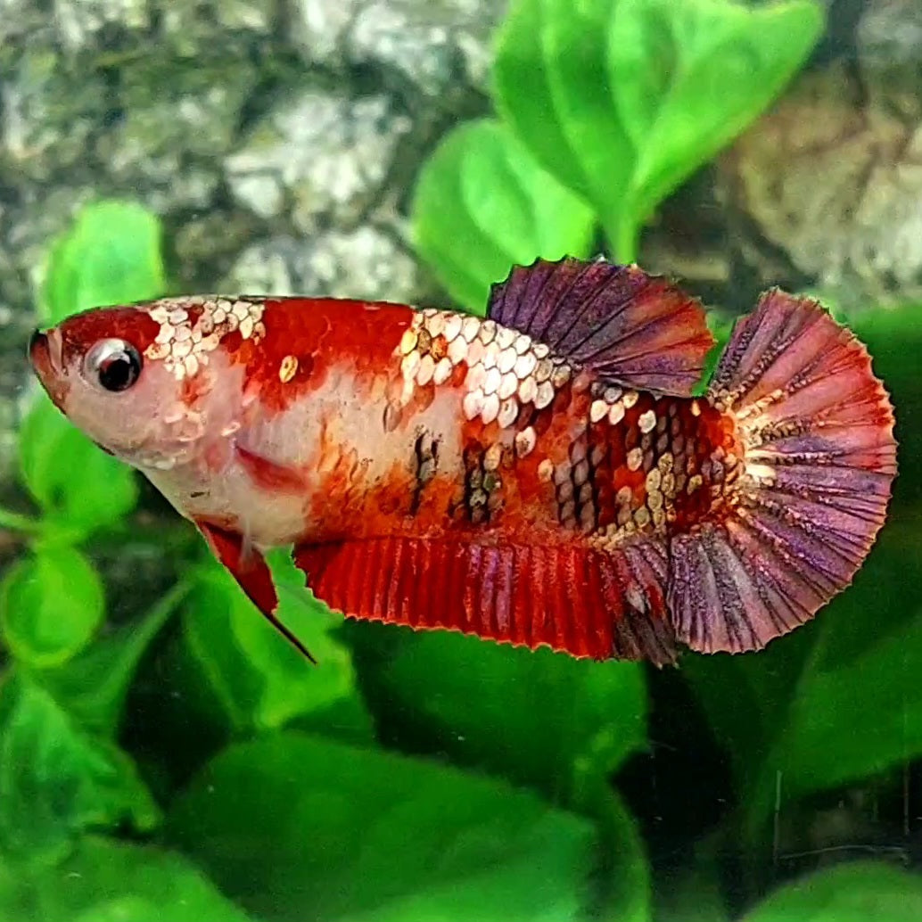 Red Koi Copper Gold Galaxy HMPK Female For Sorority / Breed