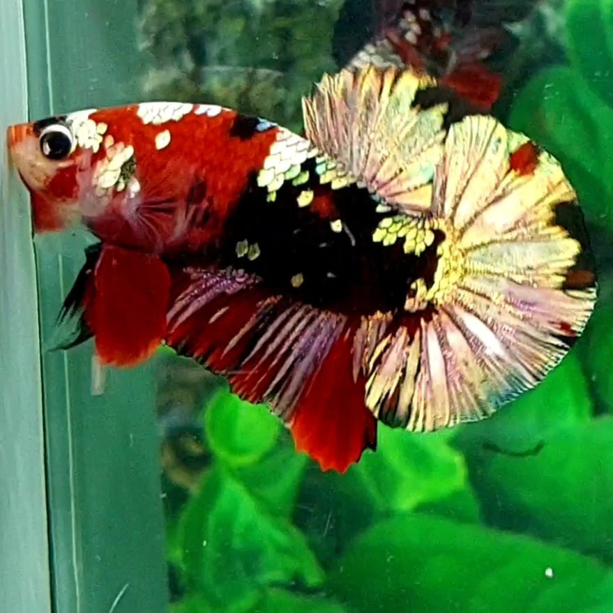 Red Black Koi Copper Gold Galaxy HMPK Male