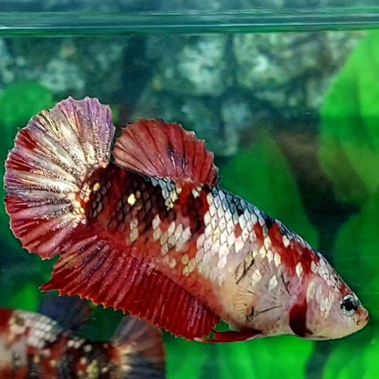 Red Copper Koi Galaxy HMPK Female For Sorority / Breed