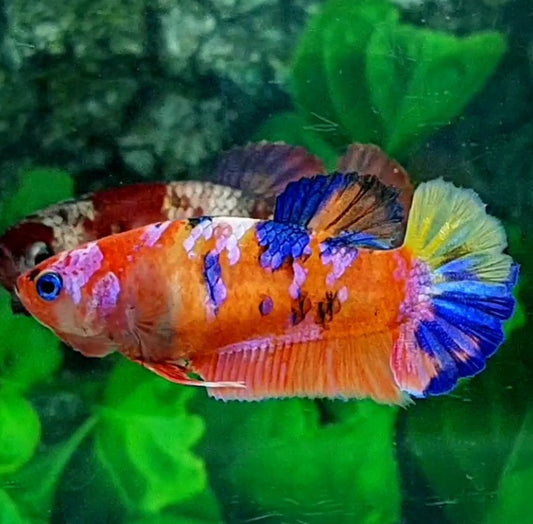 Multicolor Orange Candy Galaxy HMPK Female For Sorority / Breed