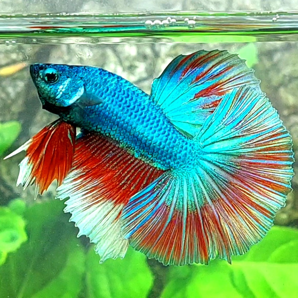 Juvenile Turquoise Red Fancy Over Halfmoon Male