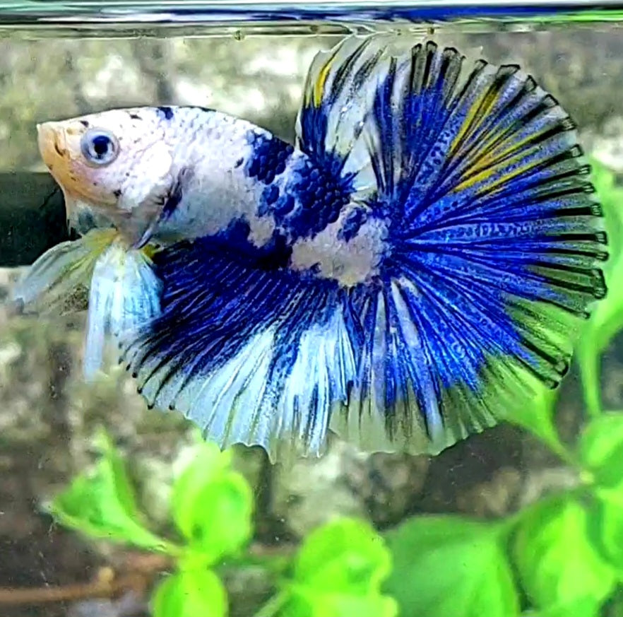 Juvenile White Blue Marble Over Halfmoon Male