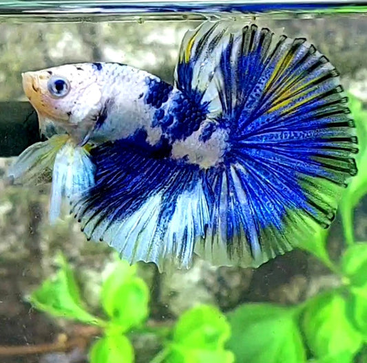 Juvenile White Blue Marble Over Halfmoon Male