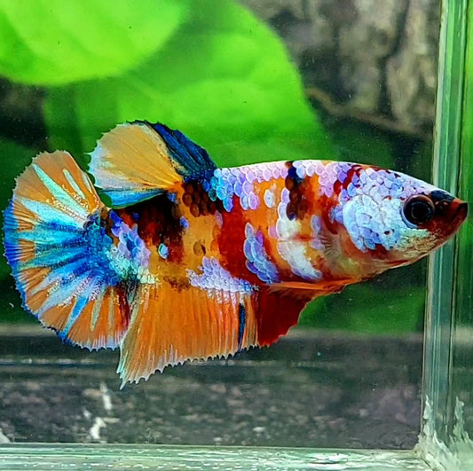 Multicolor Galaxy HMPK Female For Sorority / Breed