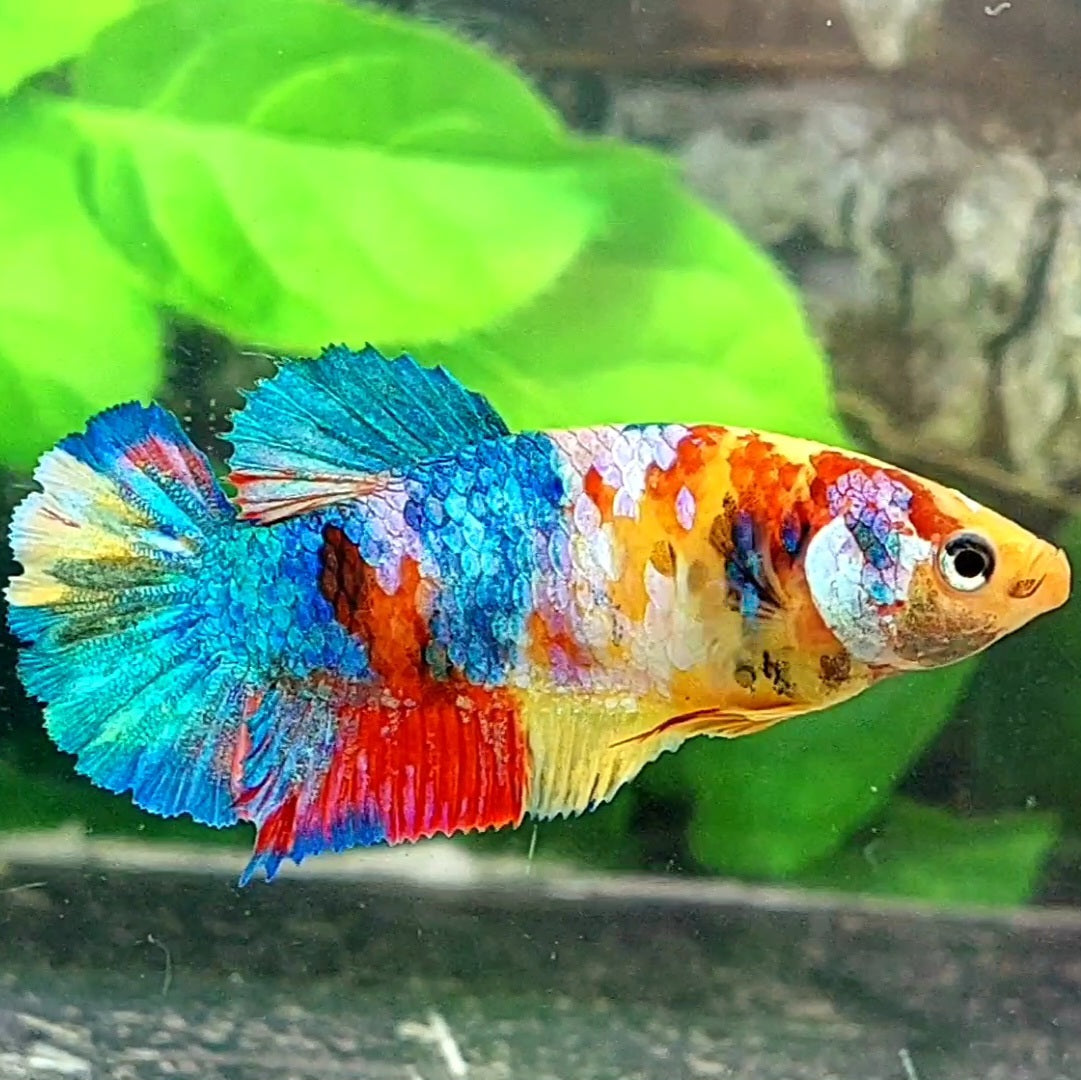 Multicolor Yellowbase Galaxy HMPK Female For Sorority / Breed