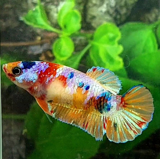 Multicolor Candy Pink Gold Galaxy HMPK Female For Sorority / Breed