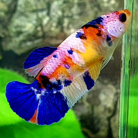 Multicolor Pink Purple Galaxy HMPK Female For Sorority / Breed