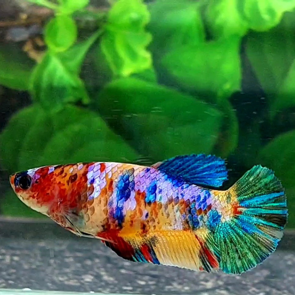 Multicolor Rainbow Galaxy HMPK Female For Sorority / Breed