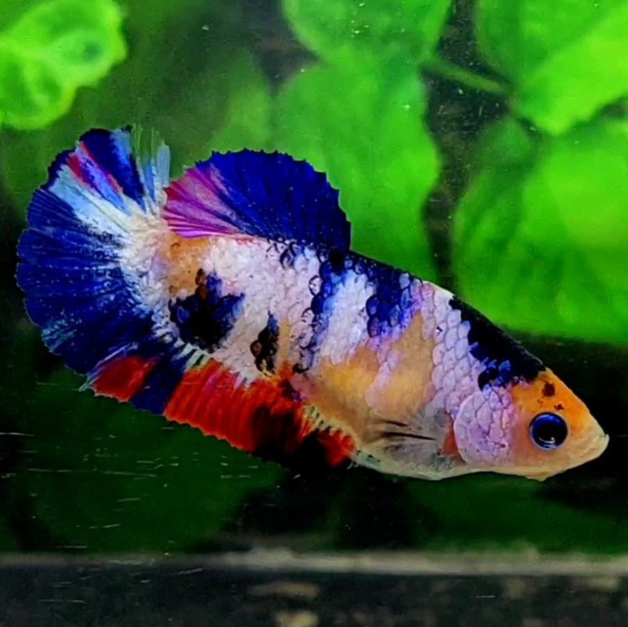 Multicolor Candy HMPK Female For Sorority / Breed