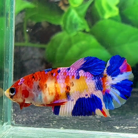 Multicolor Pink Purple Galaxy HMPK Female For Sorority / Breed