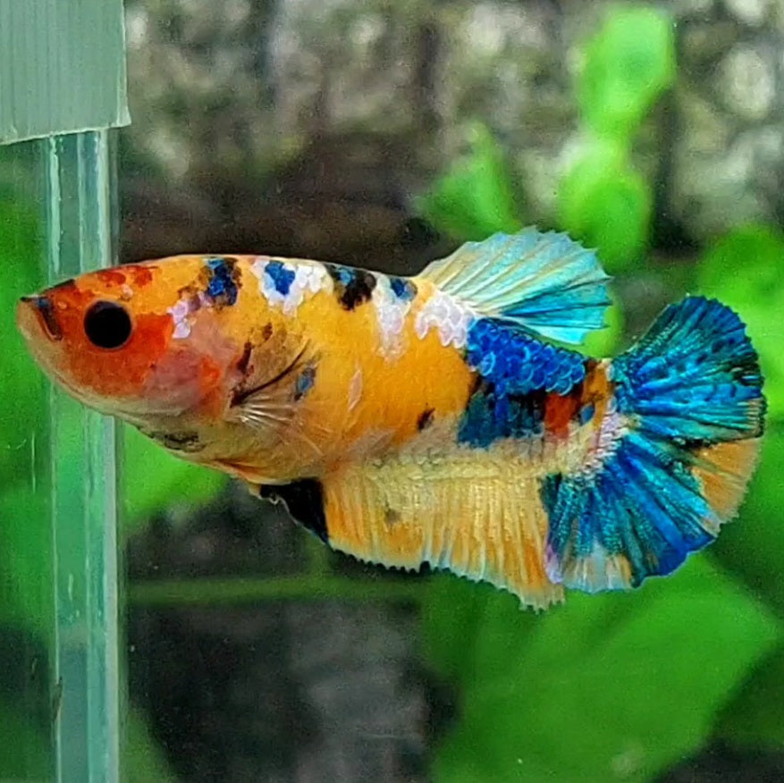 Multicolor Yellowbase Galaxy HMPK Female For Sorority / Breed