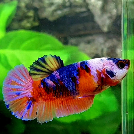 Multicolor Pink Blue Galaxy HMPK Female For Sorority / Breed